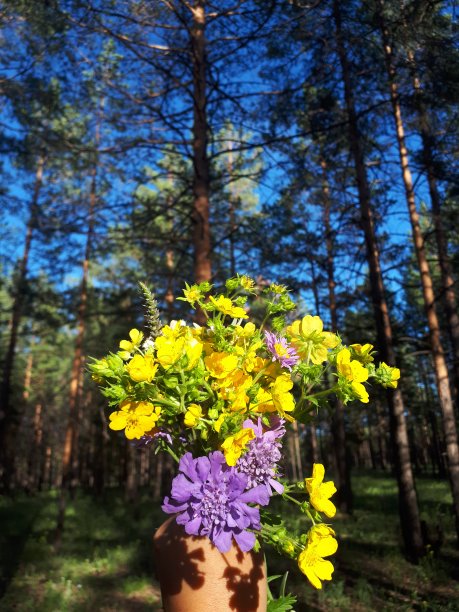 夏天的照片芳香明亮的草地鲜花束矢车菊毛茛在松树茂密的森林和蓝天的背景下图片下载