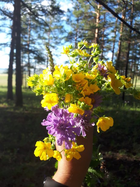夏天的照片芳香明亮的草地鲜花束矢车菊毛茛在松树茂密的森林和蓝天的背景下图片下载