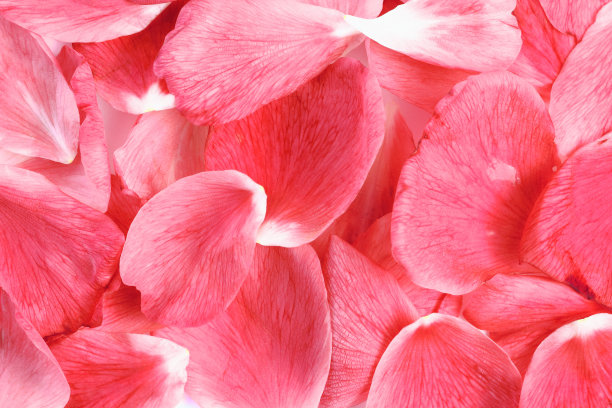 玫瑰花瓣作为背景或背景，特写，祝贺或假日概念。图片下载