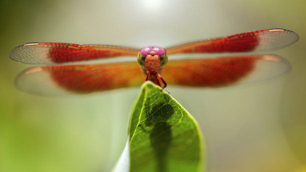 橙色蜻蜓在叶子背面点燃图片下载