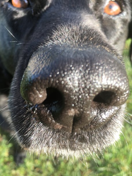 我爱你的鼻子图片下载