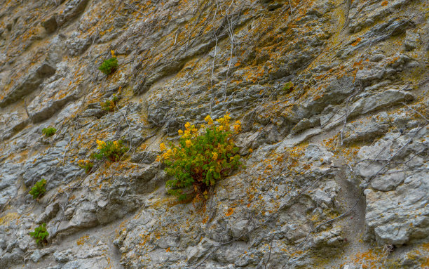 维斯比古城城墙上的夏日野花。植物和建筑的照片。哥特兰岛。图片下载