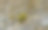 维斯比古城城墙上的夏日野花。植物和建筑的照片。哥特兰岛。图片下载