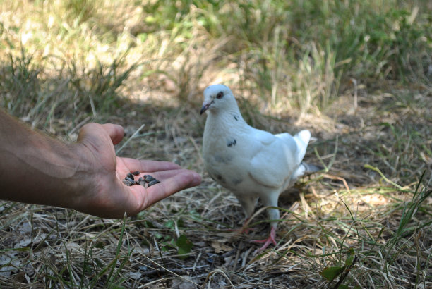 男子将种子递给白鸽，选择性聚焦图片下载