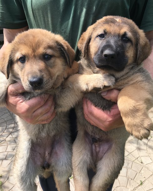 一个男人怀里抱着两只小狗。图片下载