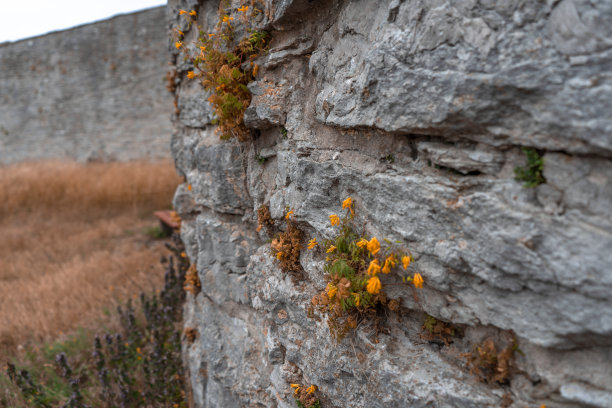 维斯比古城城墙上的夏日野花。植物和建筑的照片。哥特兰岛。图片下载