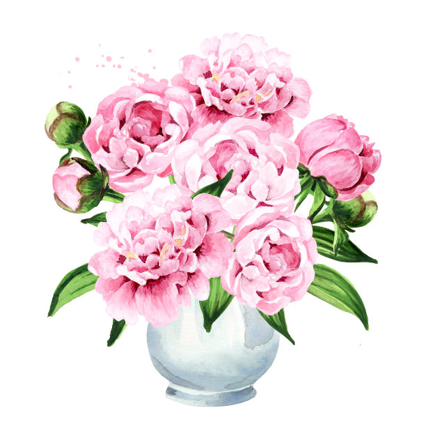 粉红牡丹花束插花瓶。手绘水彩插图孤立的白色背景图片下载