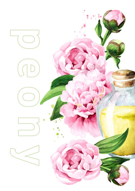 粉色牡丹花和芳香精油卡。手绘水彩插图孤立的白色背景图片下载