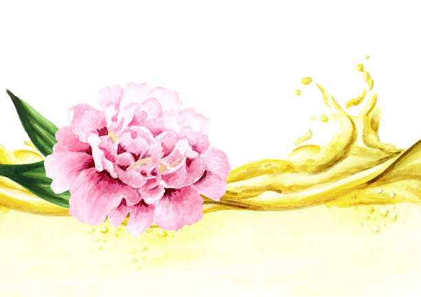 粉红色牡丹花和芳香精油波。手绘水彩插图孤立的白色背景图片下载