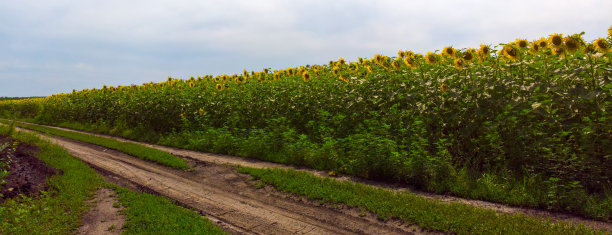 航拍盛开的黄色向日葵田野与蓝色无云的天空。蓝天下的向日葵田和白云。精彩的无人机生态概念照片图片下载