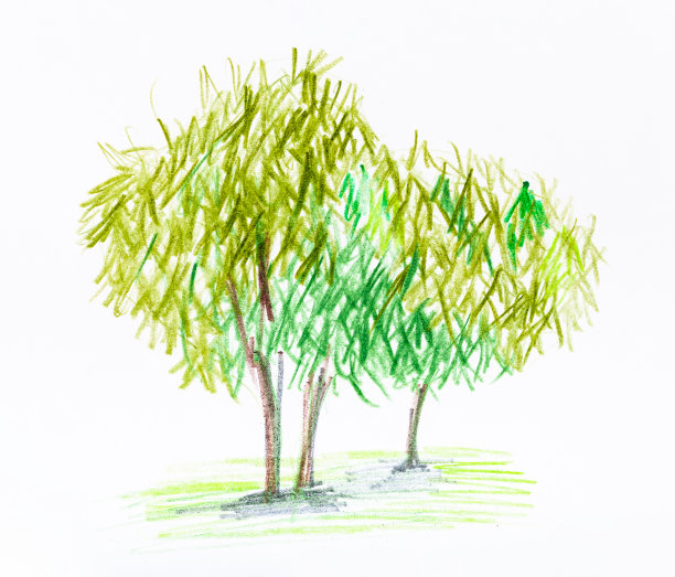 夏季一组树木的素描图片下载