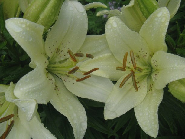 白色的百合图片下载