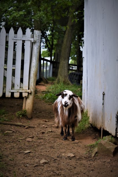 从远处看是三色迷你山羊图片下载