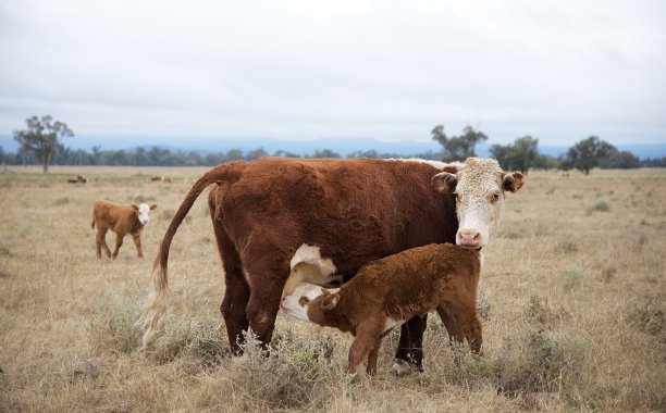 喂养赫里福德母牛和小牛图片下载