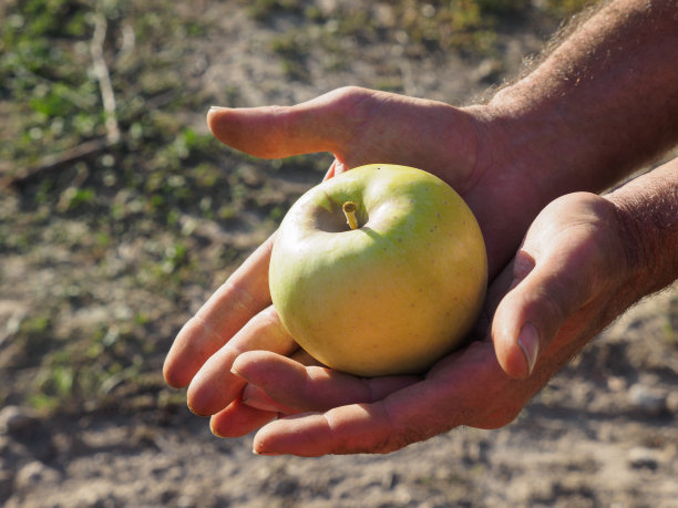有机水果和蔬菜。农民们手里拿着刚收获的金苹果。农业的概念图片下载