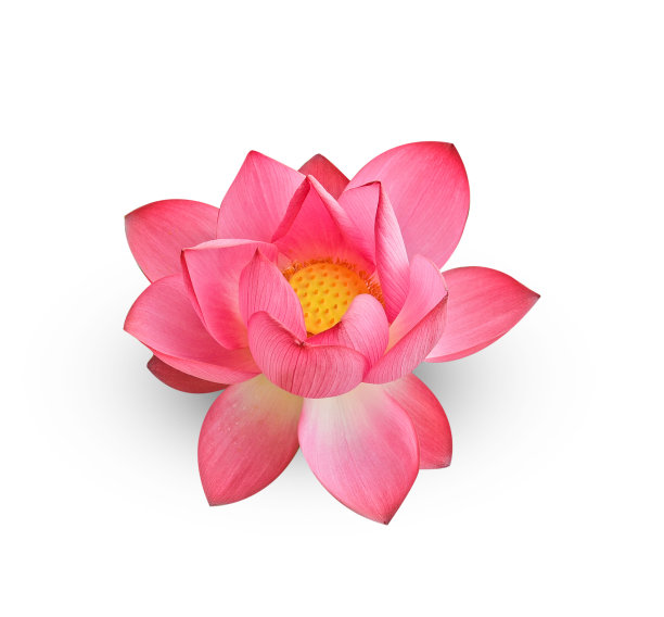 荷花孤立在白色背景上图片下载