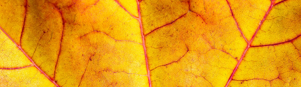 枫叶的背景。微距镜头图片下载