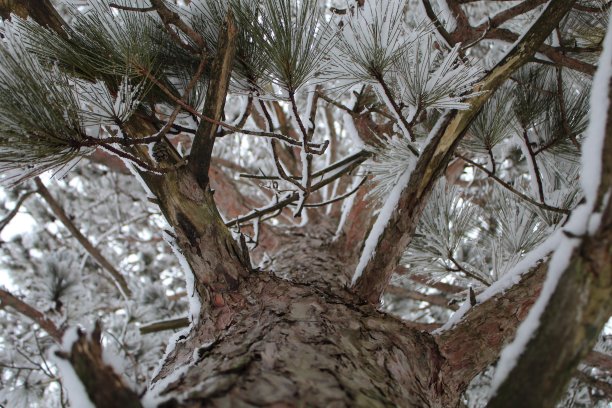 雪树图片下载