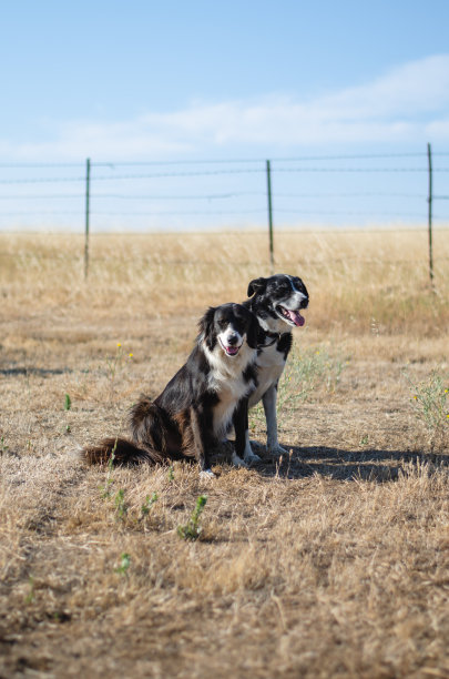 两只农场狗在一个夏天的早晨在加利福尼亚山的英亩图片下载