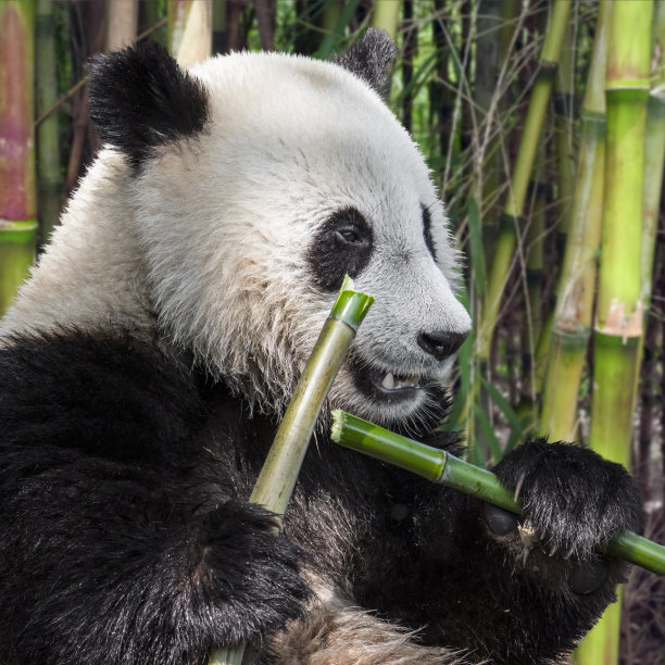 大熊猫幼崽在吃竹子图片下载