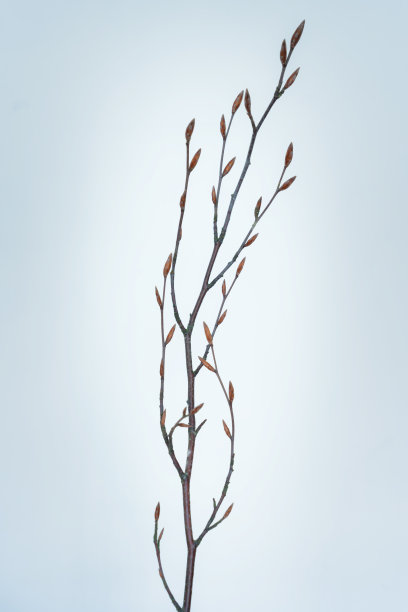 树枝的肖像图片下载