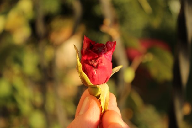 手捧一朵凋谢的红玫瑰图片下载