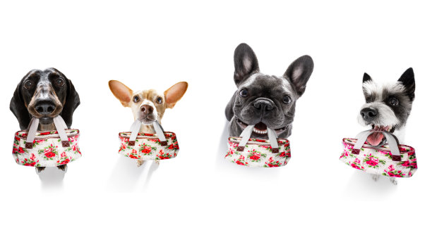 贩犬商场图片下载