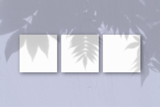 蓝色墙壁背景上的3张方形的白色纹理纸。模型覆盖的植物阴影。自然光在外来植物上投下阴影。平躺，俯视图图片下载