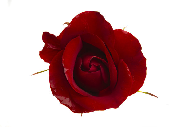 红玫瑰孤立图片下载