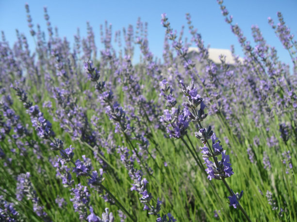 绿色草地上盛开着美丽的薰衣草花图片下载