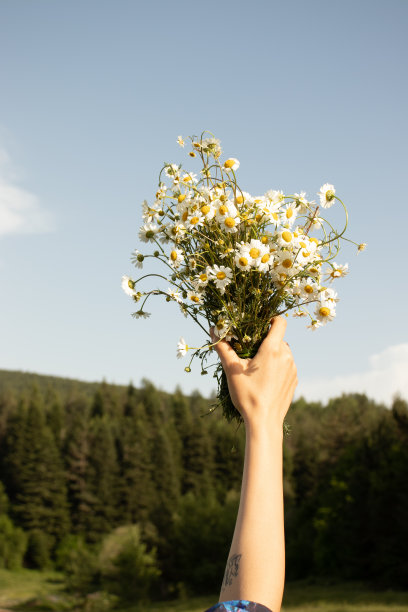 雏菊在女人的手中图片下载