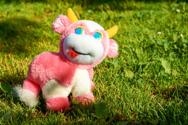 一头粉色长毛绒牛在绿色草地上吃草。图片下载