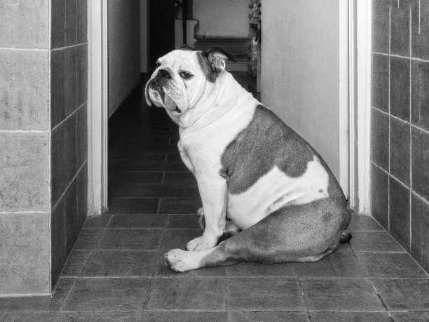 家里的英国斗牛犬图片下载