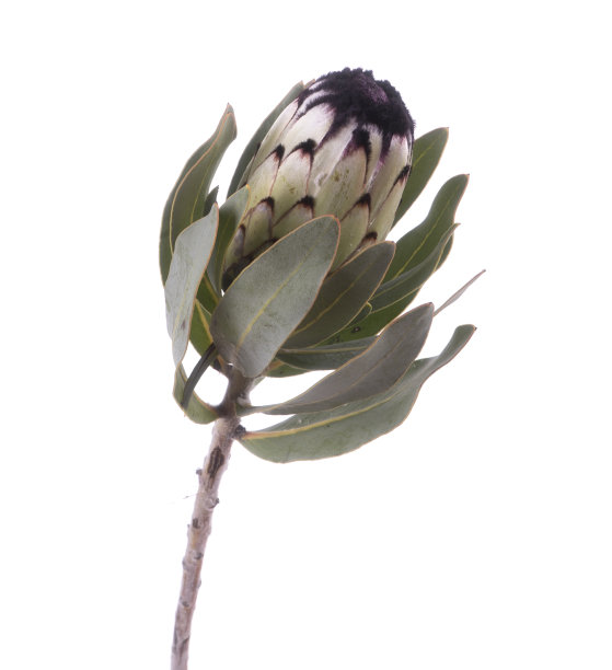 美丽的奇异的protea花孤立图片下载