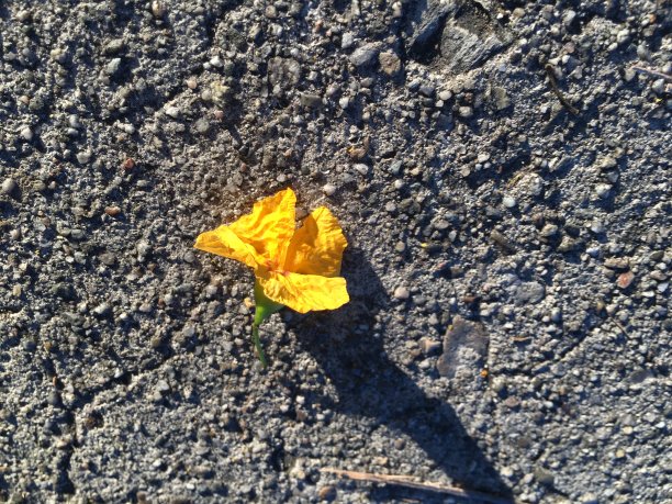 黄色的蓝花楹在阳光下在人行道上开花图片下载