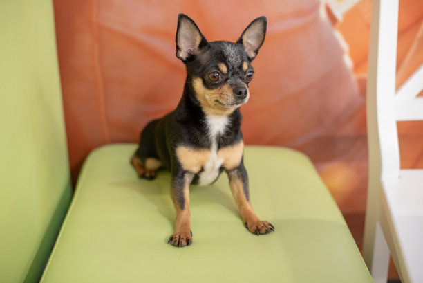 美丽的吉娃娃狗。动物的画像。时尚照片。吉娃娃在室内。狗黑色与棕色和白色斑点图片下载