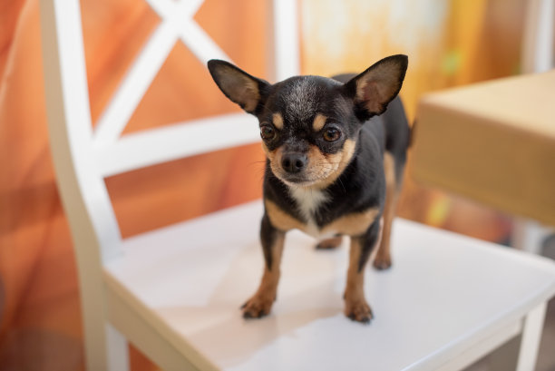 美丽的吉娃娃狗。动物的画像。时尚照片。吉娃娃在室内。狗黑色与棕色和白色斑点图片下载