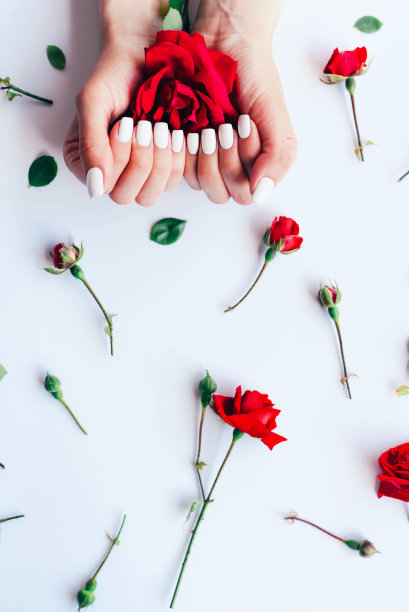 女性的手与白色的指甲和许多红玫瑰。图片下载