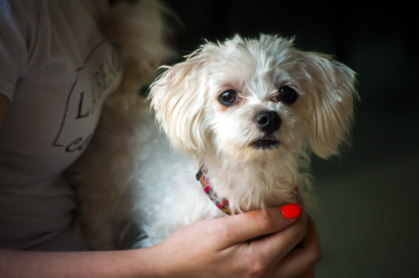 宠物在手里图片下载