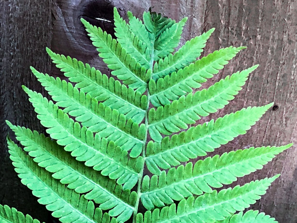 充满活力的蕨叶图片下载