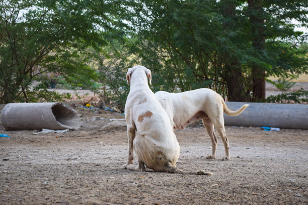 街头白狗躺在外面，无家可归的可怜的悲伤的动物睡觉的小狗，亚洲不幸的动物小镇俾路支省巴基斯坦背景照片图片下载