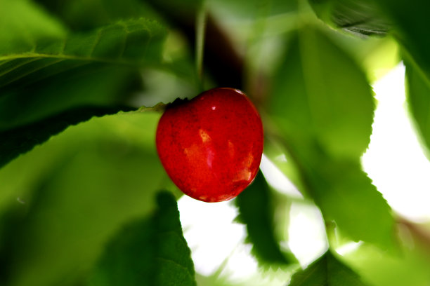 树上的一颗樱桃图片下载