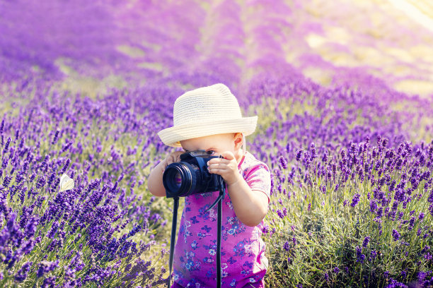 小女孩在薰衣草地里拿着相机。图片下载