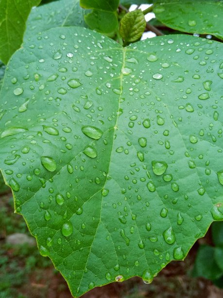 水滴和树叶。图片下载