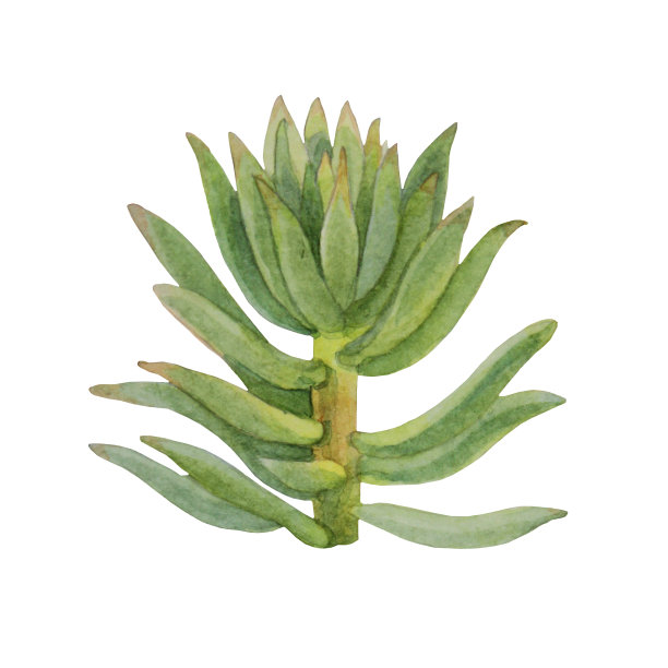 水彩手绘绿色肉质子叶家植物孤立在白色的背景。图片下载