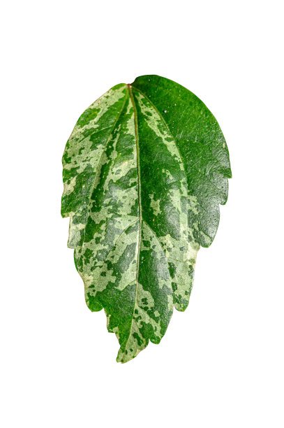 绿叶孤立在白色背景与修剪路径。图片下载