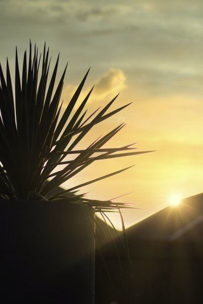 在夕阳的背景下，丝兰植物的剪影图片下载