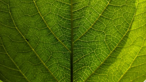 绿色的树叶图片下载