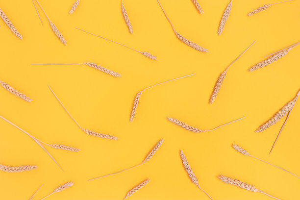 在黄色背景上由小麦小穗组成的图案。图片下载