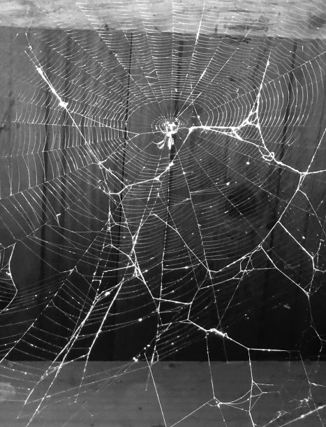 使蜘蛛网图片下载